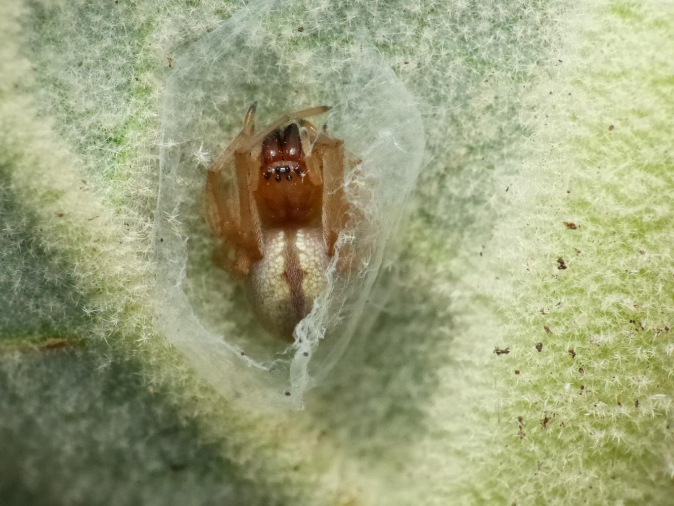 Giovane Cheiracanthium - Grottaferrata (RM)